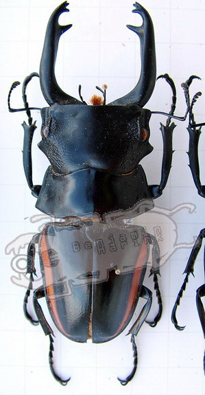 Genus Odontolabis - the online insect museum